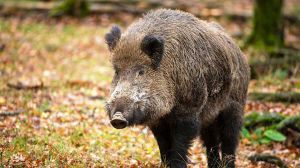 Cinghiale