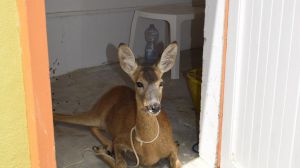 Capriolo 2