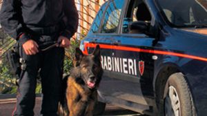Cani antidroga