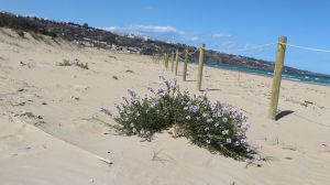 Mare vasto marina