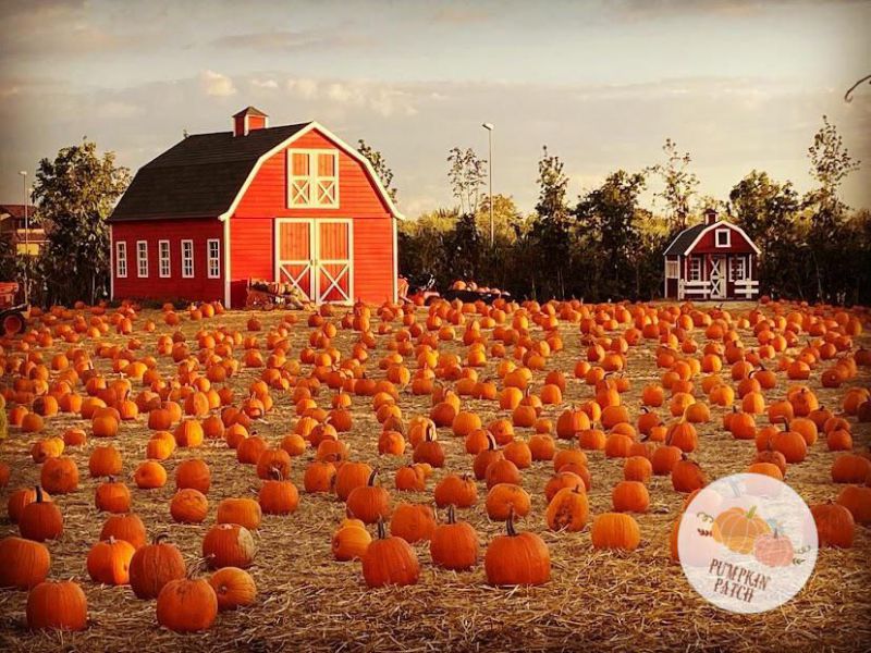 Viaggio Nel Giardino Delle Zucche Organizzato Dall Associazione Reset Di San Salvo Noixvoi24