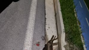 Capriolo