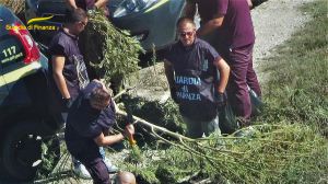 Marijuana