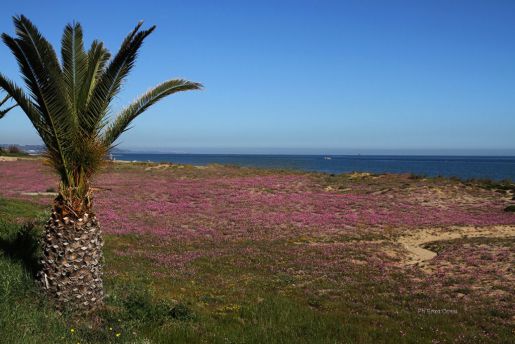 Mare casalbordino