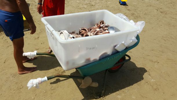 Pesce avariato