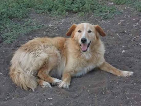 Cane Randagio