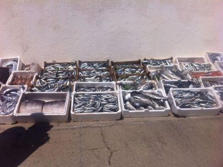 Pesce