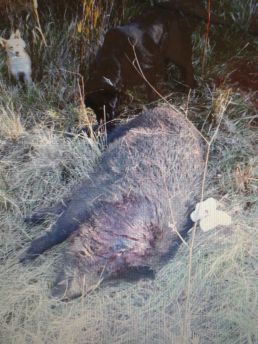 Cinghiale morto