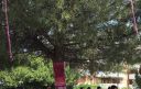 Albero Rosa 3
