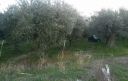 Incidente