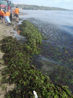 Alghe spiaggia