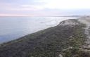 Alghe spiaggia