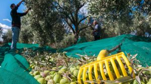 Raccolta olive
