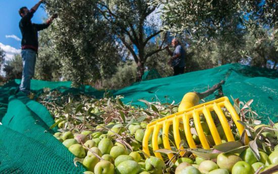Raccolta olive