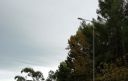 Albero caduto