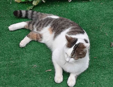 Gatto