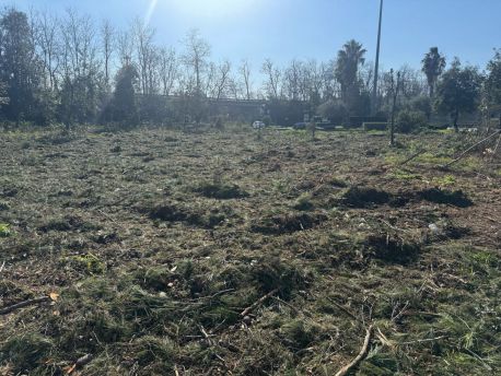 Alberi Pini tagliati zona industriale