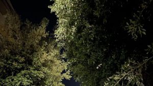 Alberi via Madonna delle Grazie
