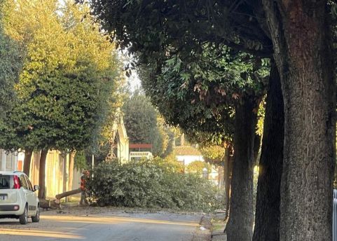 Abbattimento alberi e lecci via Madonna