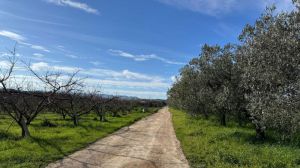 Strada rurale san salvo