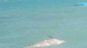 Delfino morto