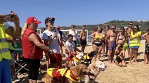 Cani da salvataggio