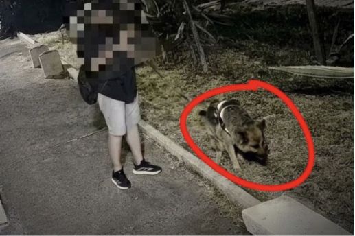 Bisogni cane